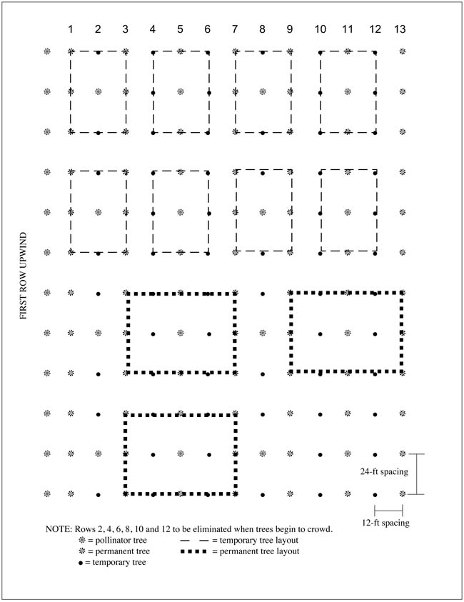 Fig. 10: Diagram of temporary and final tree spacing in pistachio orchards.