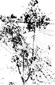 Fig. 2: Photograph of a pistachio seedling.