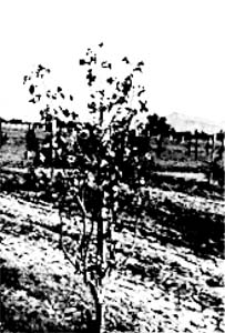 Fig. 4: Photograph of a dead pistachio tree killed by cotton root rot.
