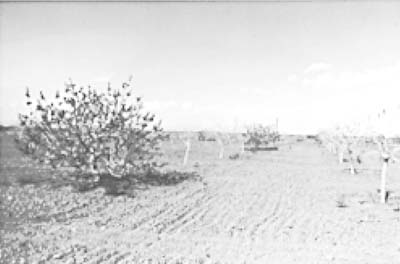 Fig. 5: Photograph of a pistachio orchard with 'Peters' variety on the left row and 'Kerman' on the right row.