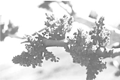 Fig. 6: Photograph of flower from male 'Peters' variety.
