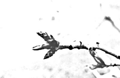 Fig. 7: Photograph of flower from female 'Kerman' variety.