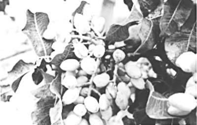 Fig. 9: Photograph of pistachio nuts before harvest.