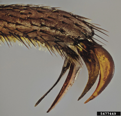 Photo of close-up of tarsal claws from a blister beetle. 