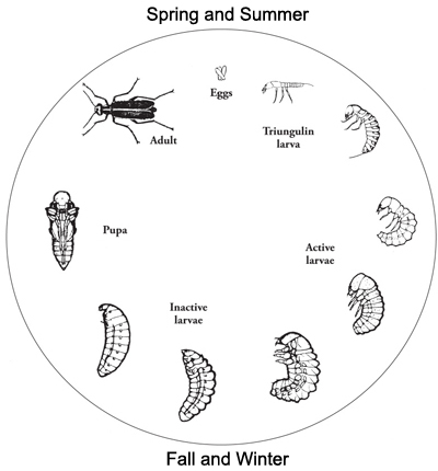 Diagram of the typical lifecycle of an Epicauta sp. blister beetle.