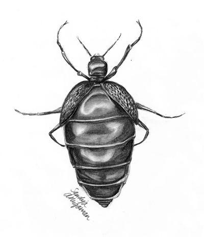 Illustration of Meloe sp., a black blister beetle with very short wings.
