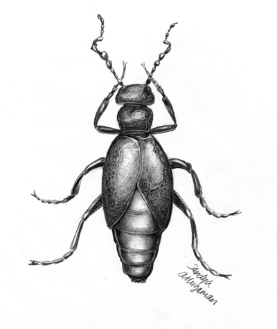 Illustration of Megetra sp., a black and orange, short-winged beetle commonly seen in desert areas in late summer.