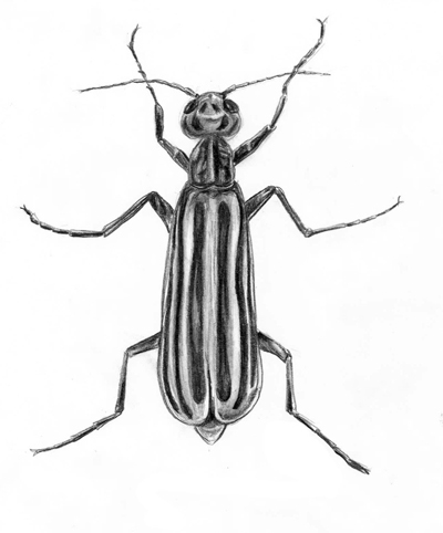 Illustration of Epicauta sp., a narrow, long-winged blister beetle. These are widely distributed; different species are solid colors or marked with tiny black spots. 
