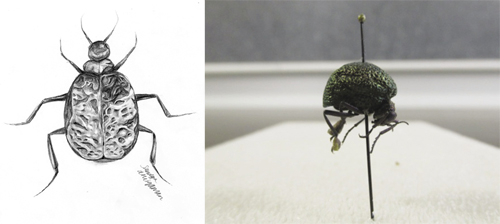 Illustration and photo of Cysteodemus sp., a metallic blue-black blister beetle commonly seen in desert areas. The wing covers appear inflated and cover the entire abdomen.