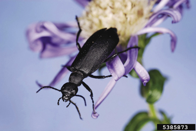 Photo of adult black blister beetle, Epicauta pensylvanica.