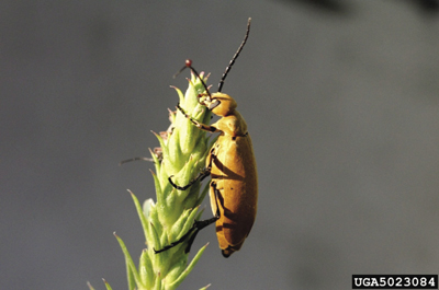 Photo of adult immaculate blister beetle, Epicauta immaculata.