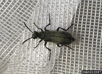 Photo of adult blister beetle, Epicauta sericans.