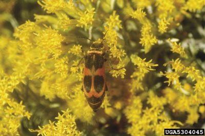 Photo of adult blister beetle, Epicauta stuarti.
