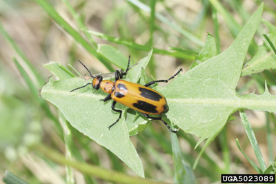 Photo of adult blister beetle, Pyrota insulata.