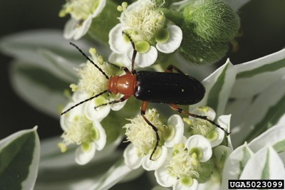 Photo of adult blister beetle, Zonitis atripennis.