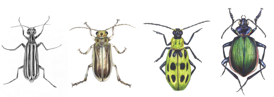Illustrations of (left to right) Epicauta sp., a common blister beetle in New Mexico; tamarisk leaf beetle; southern corn rootworm; and caterpillar hunter beetle. Illustrations are not drawn to scale.
