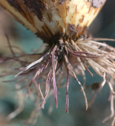 Fig. 1: Photograph of onion with pink root rot, showing roots with a pinkish-purple appearance. 