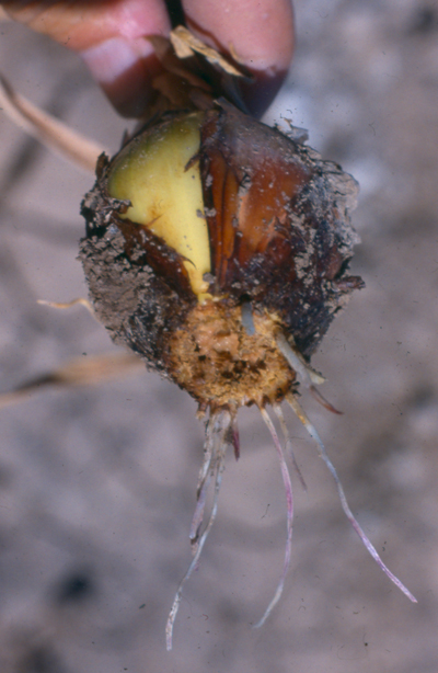 Fig. 2a: Photograph of an onion with Fusarium basal plate rot. 