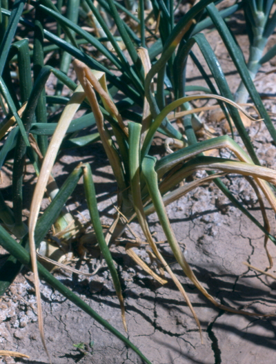 Fig. 2b: Photograph of onion leaf yellowing and dieback caused by Fusarium basal plate rot. 