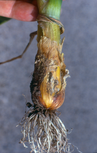 Fig. 3a: Photograph of a young onion bulb with Botrytis bulb rot.