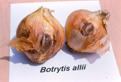 Fig. 3b: Photograph of mature onion bulbs with Botrytis bulb rot. 