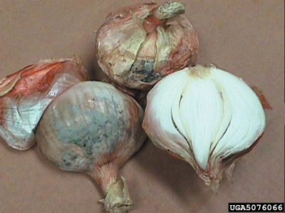 Fig. 5: Photograph of mature onion bulbs with soil-line rot caused by Botrytis species. 