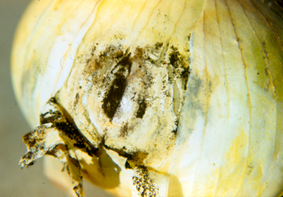Fig. 6: Photograph of a mature onion bulb with black mold caused by Aspergillis niger. 