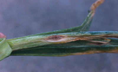 Fig. 7: Photograph of onion leaves with purple blotch caused by Alternaria porri. 