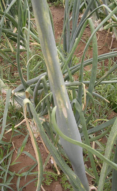Fig. 9a: Photograph of onion leaves with iris yellow spot virus damage.