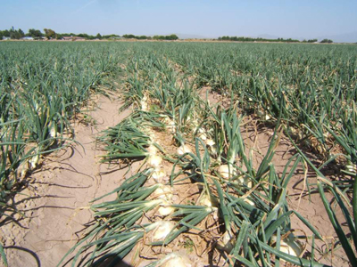 Fig. 9b: Photograph of lodged stalks and leaves of onion plants with iris yellow spot vius. 