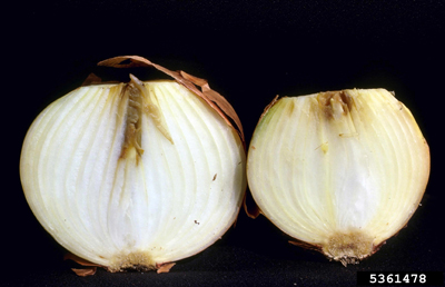 Fig. 10b: Photograph of cross-section of mature onion bulbs infected with bacterial soft rot caused by Pectobacterium carotovorum subsp. carotovorum. 