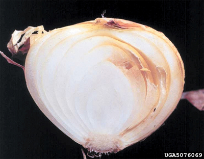 Fig. 11: Photograph of a cross-section of a mature onion bulb infected with sour skin caused by Burkholderia cepacia syn. Pseudomonas. 