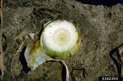 Fig. 12: Photograph of slippery skin internal bulb rot caused by Burkholderia gladioli subsp. alliicola. 