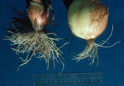 Fig. 13: Photograph of damage to onion bulbs caused by root-knot nematode Meloidogyne incognita. 