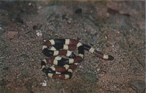 Fig 10: Photograph of a Western coral snake.