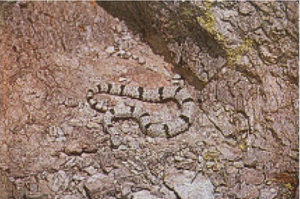 Fig 3: Photograph of a rock rattlesnake.