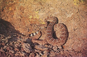 Fig 4: Photograph of a Western diamondback rattlesnake.