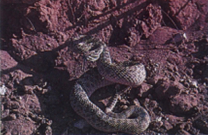 Fig 5: Photograph of a Western (prairie) rattlesnake.