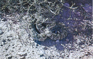 Fig 6: Photograph of a Mojave rattlesnake.
