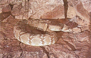 Fig 7: Photograph of a black-tailed rattlesnake.
