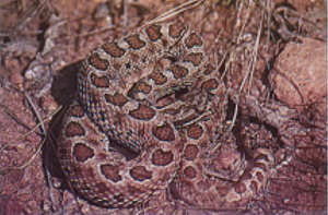 Fig 8: Photograph of a massasagua.