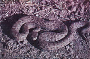 Fig 9: Photograph of a ridgenose rattlesnake.