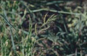 Fig. 1. Barnyardgrass — seed head.