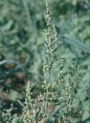 Fig. 10. Common lambsquarters — seed head.