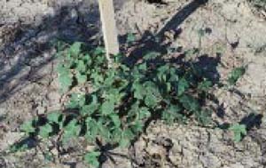 Fig. 11. Annual morningglory species — mature plant.