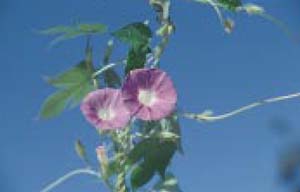 Fig. 12. Annual morningglory species — flower.