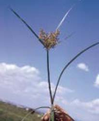 Fig. 14. Mature Yellow nutsedge — note long floral bracts. 