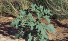 Fig. 16. Oakleaf thornapple — mature plant.