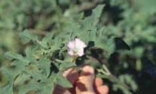 Fig. 17. Oakleaf thornapple — leaf and flower. 