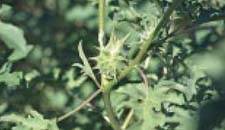 Fig. 18. Oakleaf thornapple — fruiting structure.